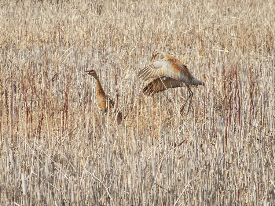 Sandhill Crane Courtship Dance In The Reeds At Sweet Marsh Wildl 