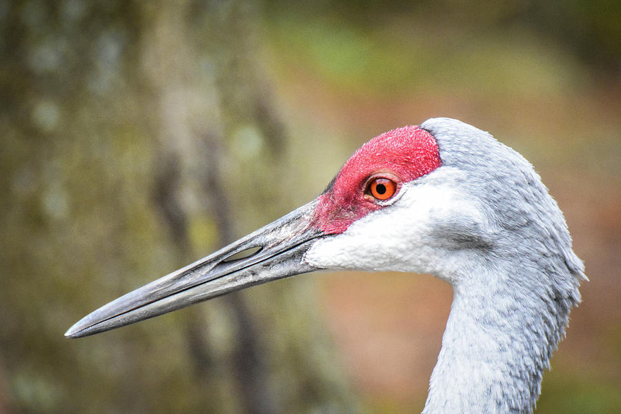 Crane Photograph - Sandhill crane by Ed Stokes