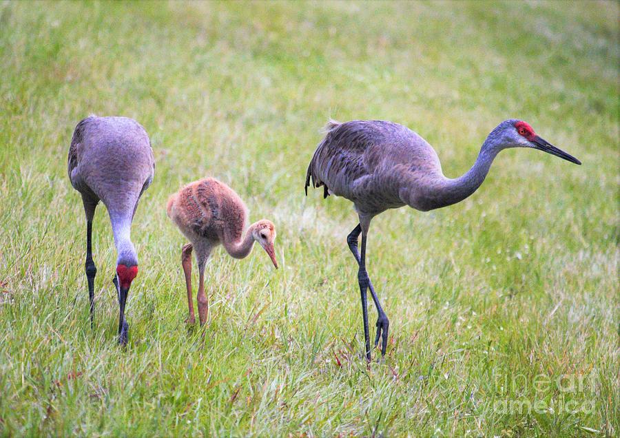 Sandhill Crane Family Photograph by Doris McCue - Pixels