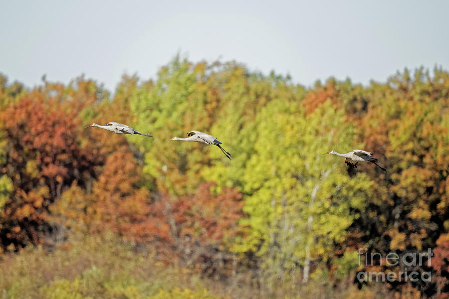 Sandhill Crane Family Migration at Crex Meadows Photograph by Natural Focal Point Photography