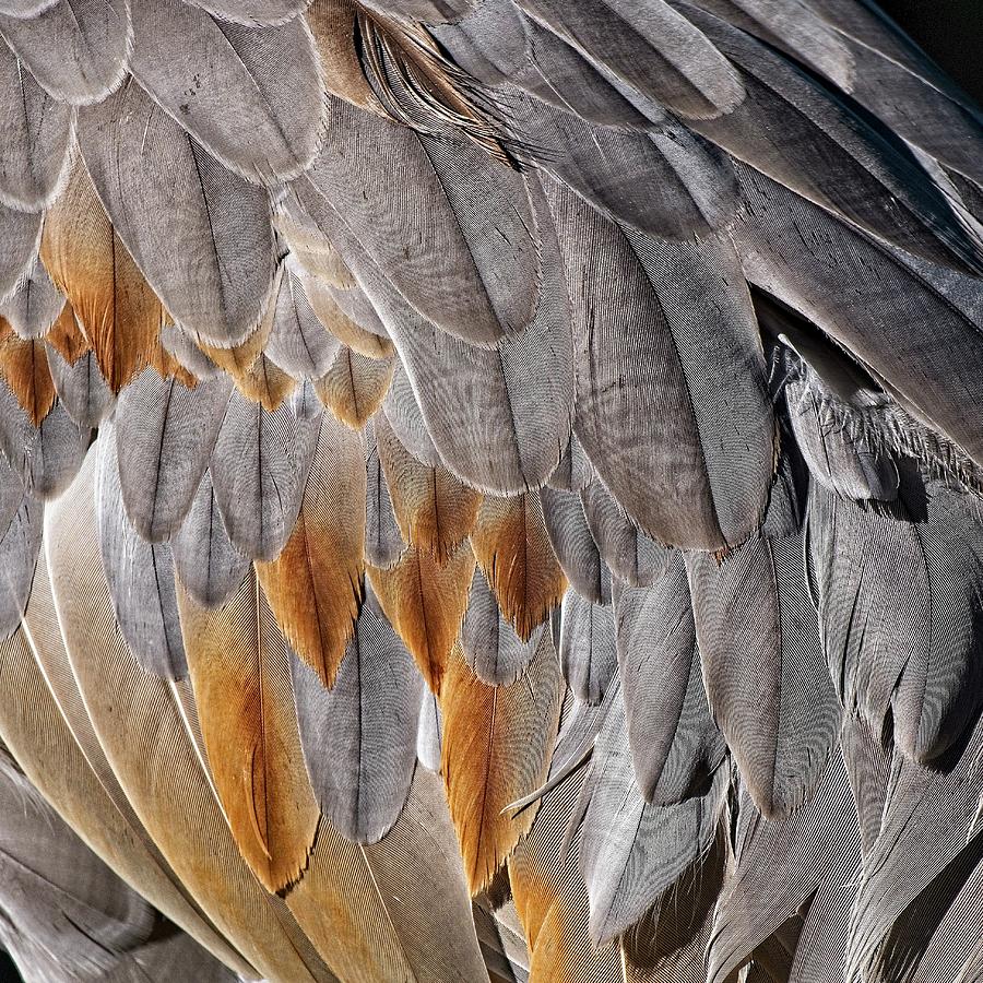 Sandhill Crane Feather Detail 1 Photograph by Steven Ralser