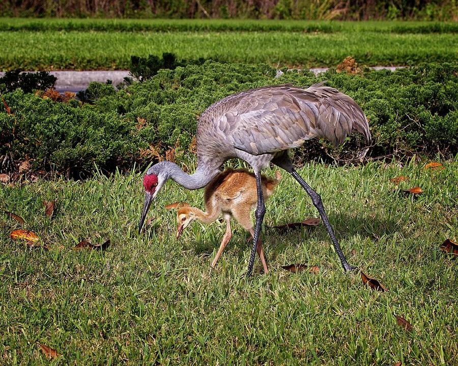 Sandhill Crane Feeding with Chick Photograph by Ronald Lutz