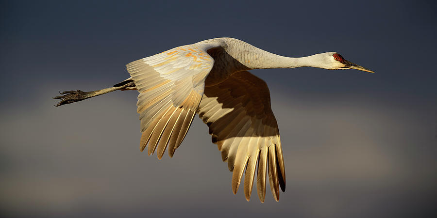 Sandhill Crane Flight  Photograph by Gary Langley