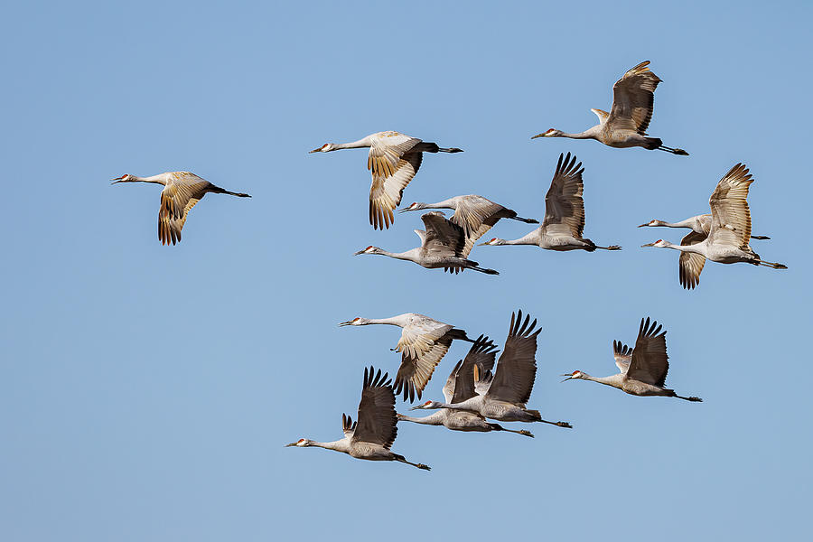 Sandhill Crane Flight Heads South Photograph by Tony Hake - Pixels