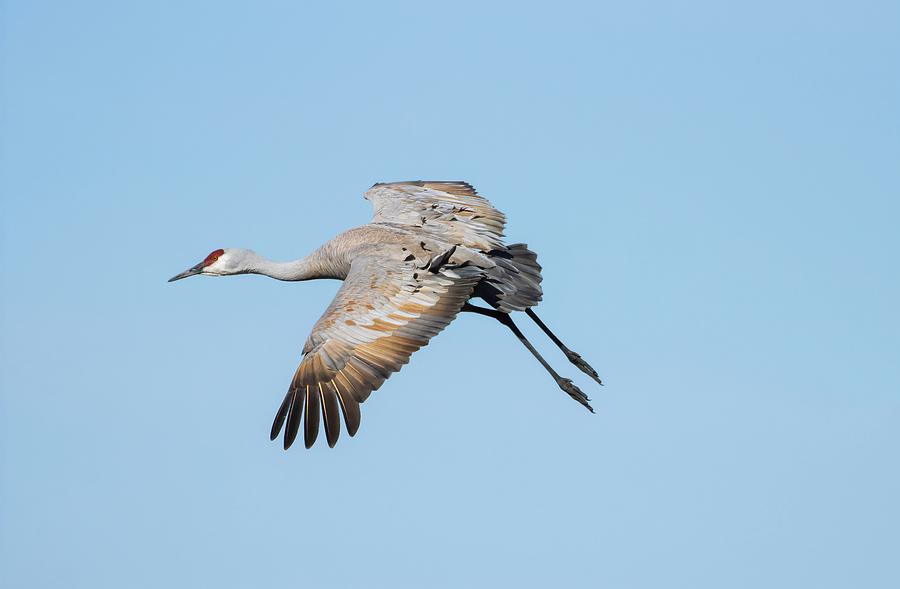 Sandhill Crane Flight Photograph by Lynn Hopwood