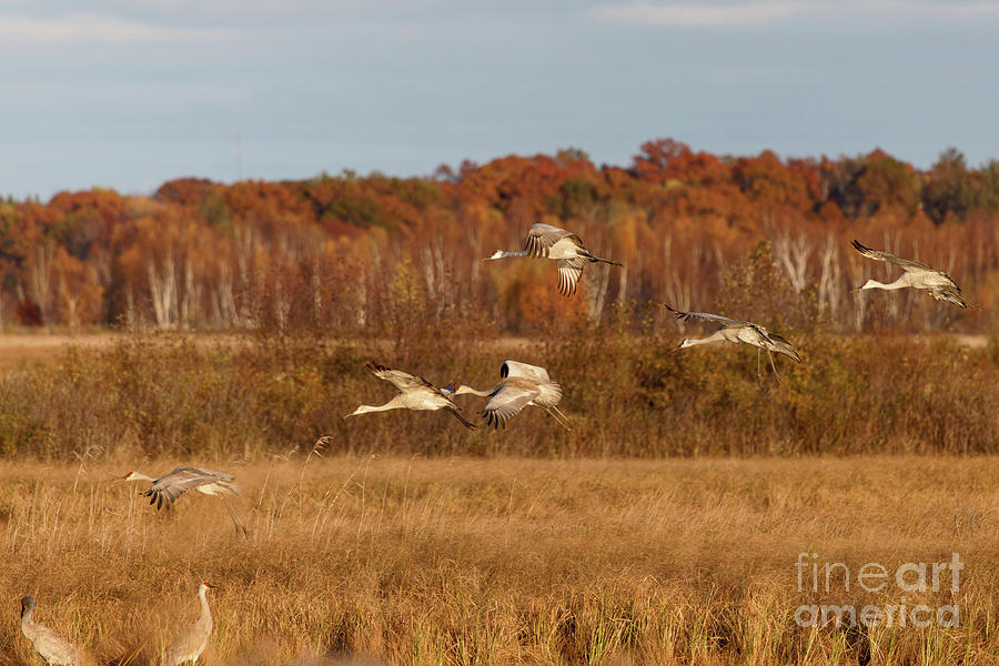 Sandhill Crane Flight Over Crex Meadows Photograph by Natural Focal Point Photography