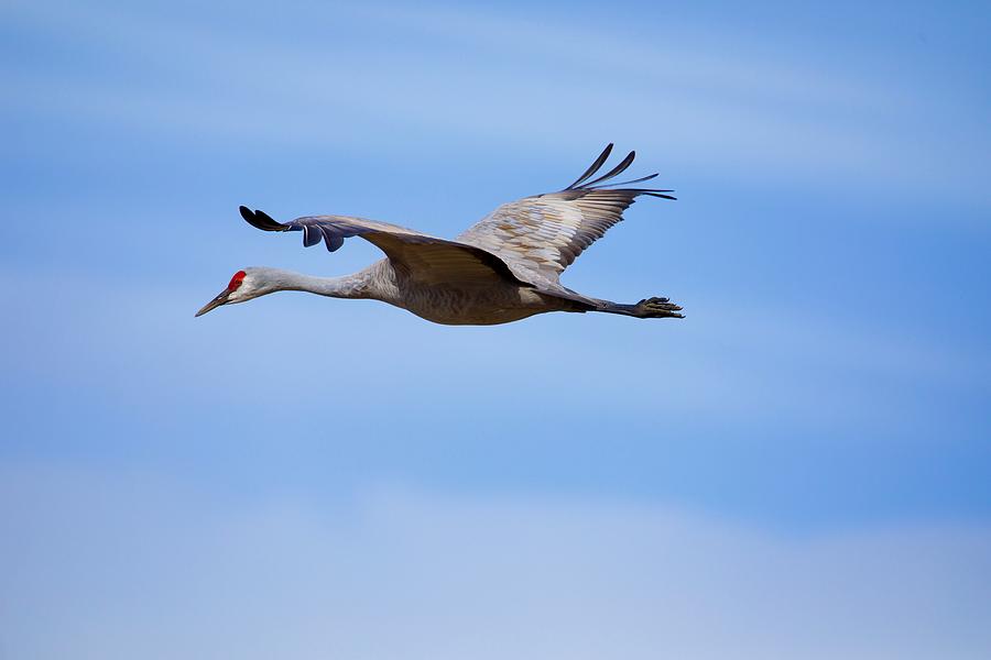 Sandhill Crane flying by Photograph by Lynn Hopwood