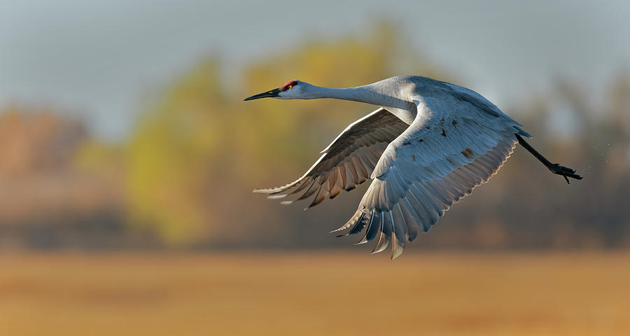 Sandhill Crane flying low Photograph by Gary Langley