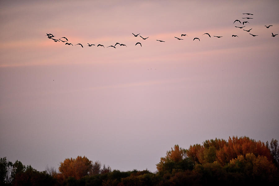 Sandhill Crane Flying Over St Louis NWR Photograph by Amazing Action Photo Video