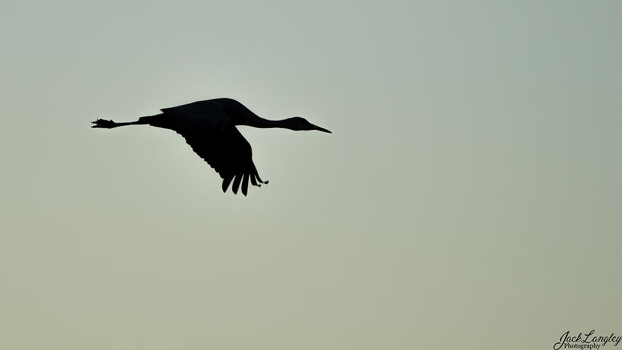 Sandhill Crane flying silhouette Photograph by Jack Langley - Fine Art ...