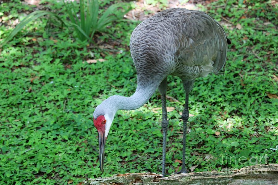 sandhill crane food web