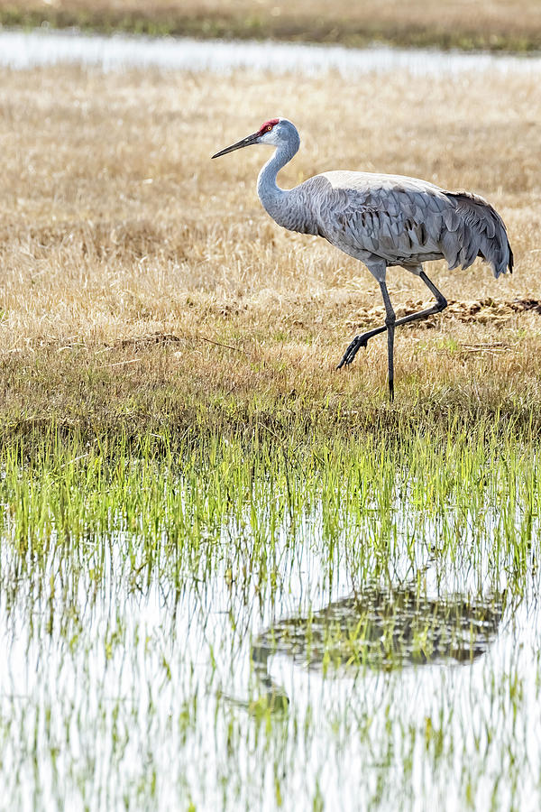 Sandhill Crane Foraging in Flooded Field Photograph by Belinda Greb