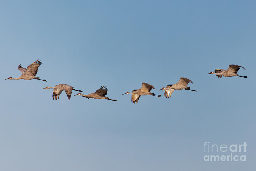 Sandhill Crane Formation Photograph by Natural Focal Point Photography ...