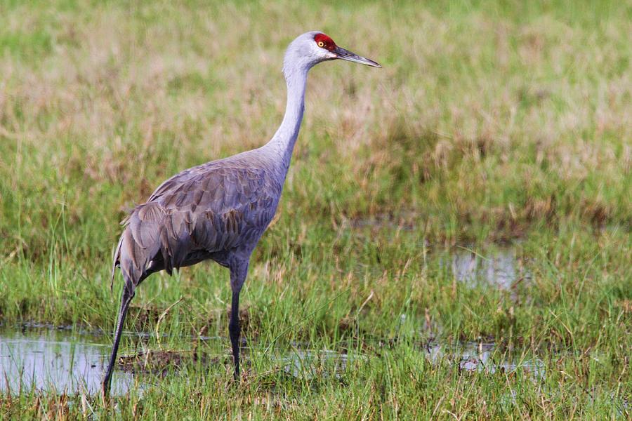 Sandhill Crane Photograph by Gabriel Alaniz - Fine Art America