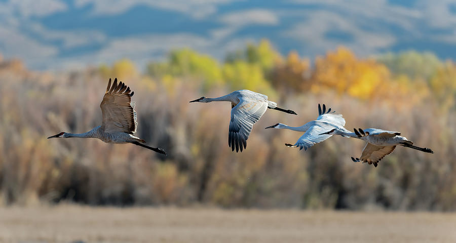 Sandhill Crane Group fly by Photograph by Gary Langley