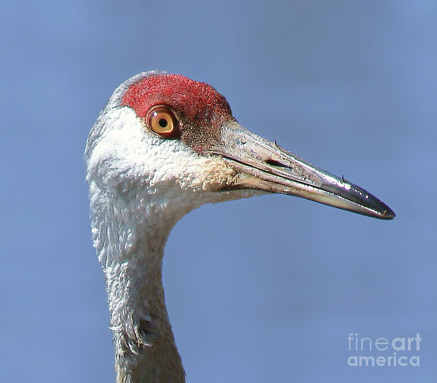 Sandhill Crane Head Shot Photograph by James Hervat - Fine Art America