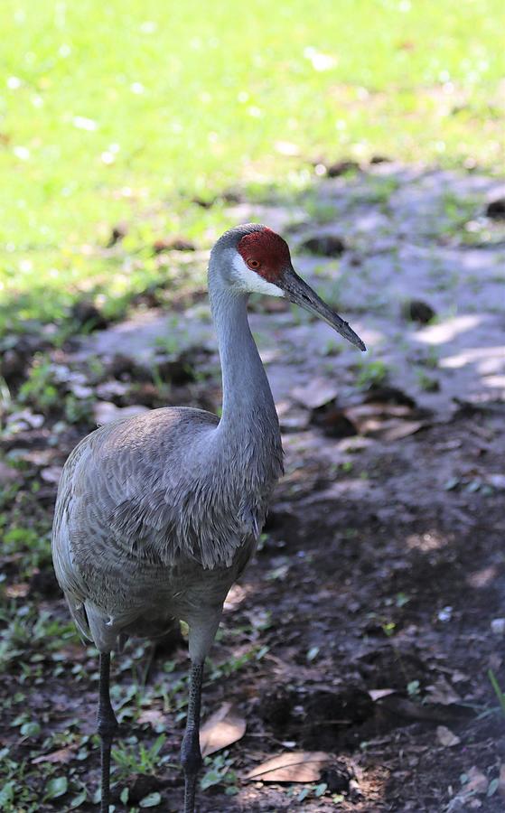 Sandhill Crane Hunting Photograph by Randy White - Fine Art America