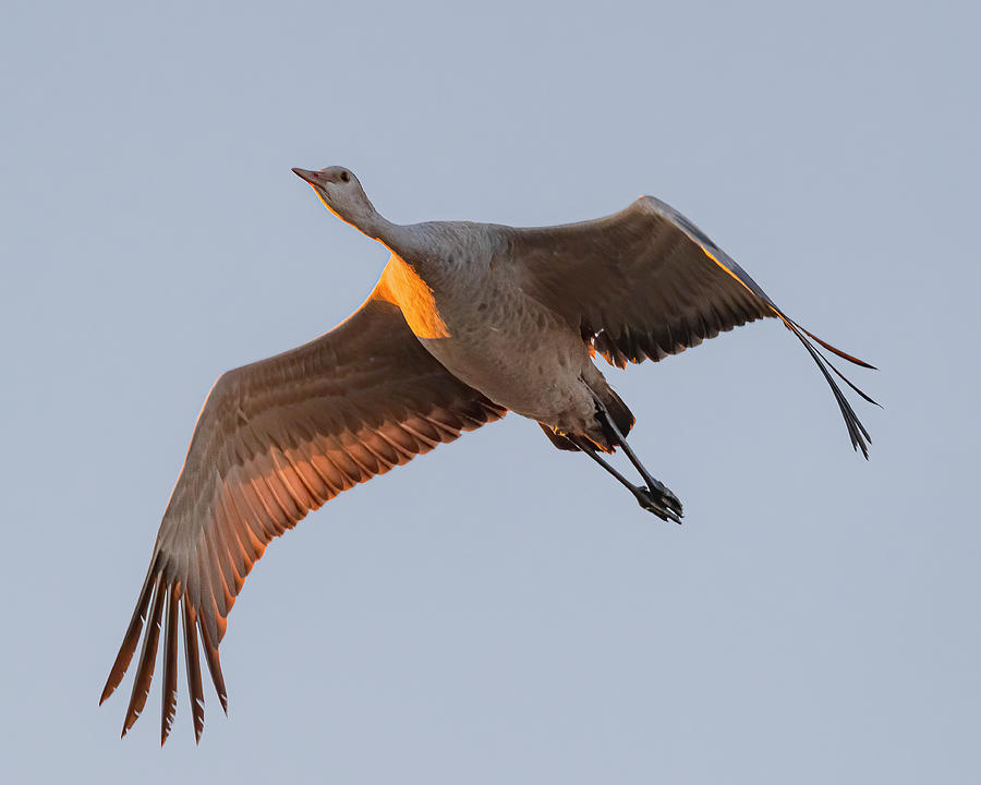 Sandhill Crane In Flight #2 Photograph by Morris Finkelstein