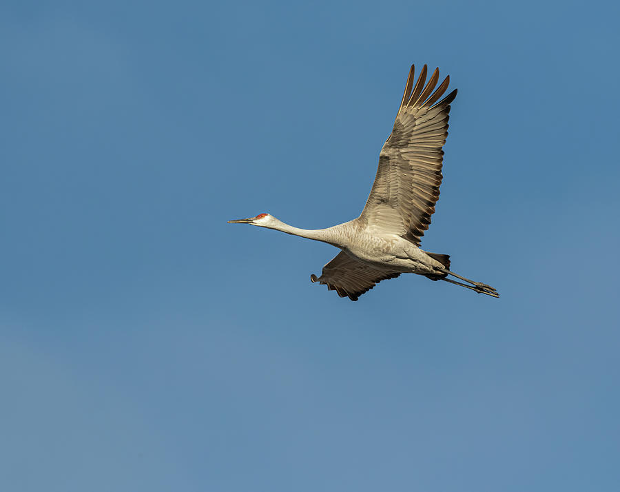 Sandhill Crane In Flight 2020-1 Photograph by Thomas Young