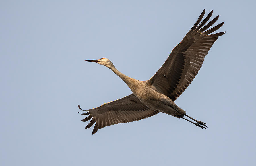Sandhill Crane In Flight 2020-2 Photograph by Thomas Young