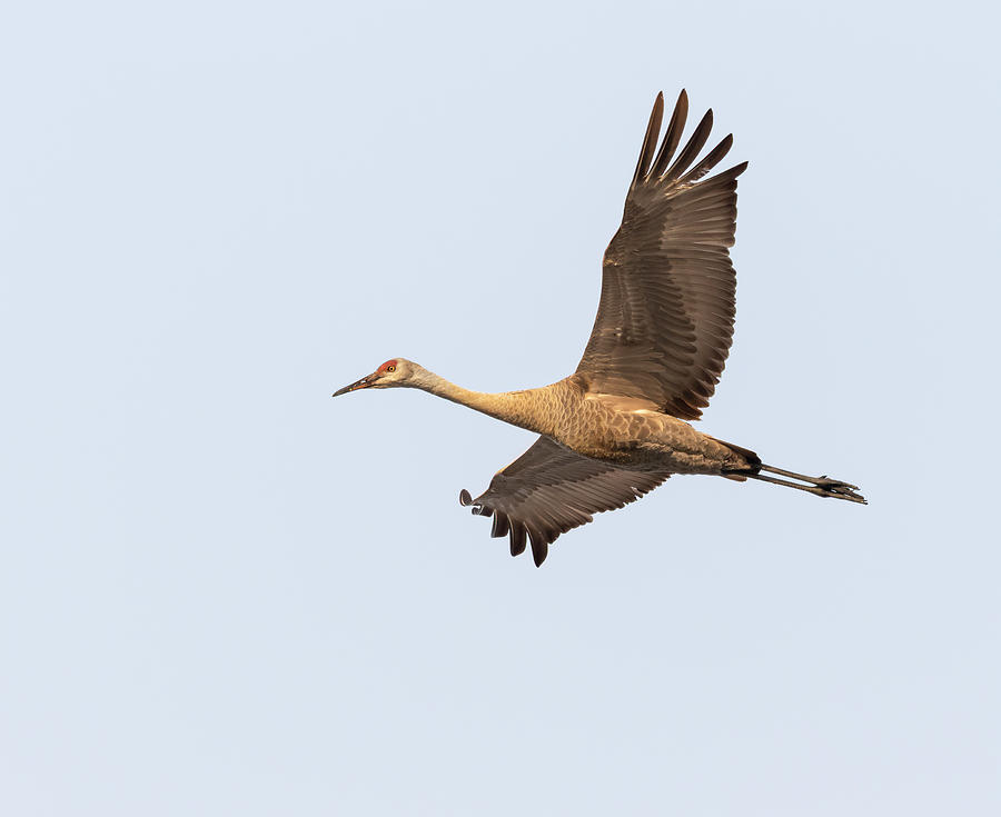 Sandhill Crane In Flight 2020-3 Photograph by Thomas Young