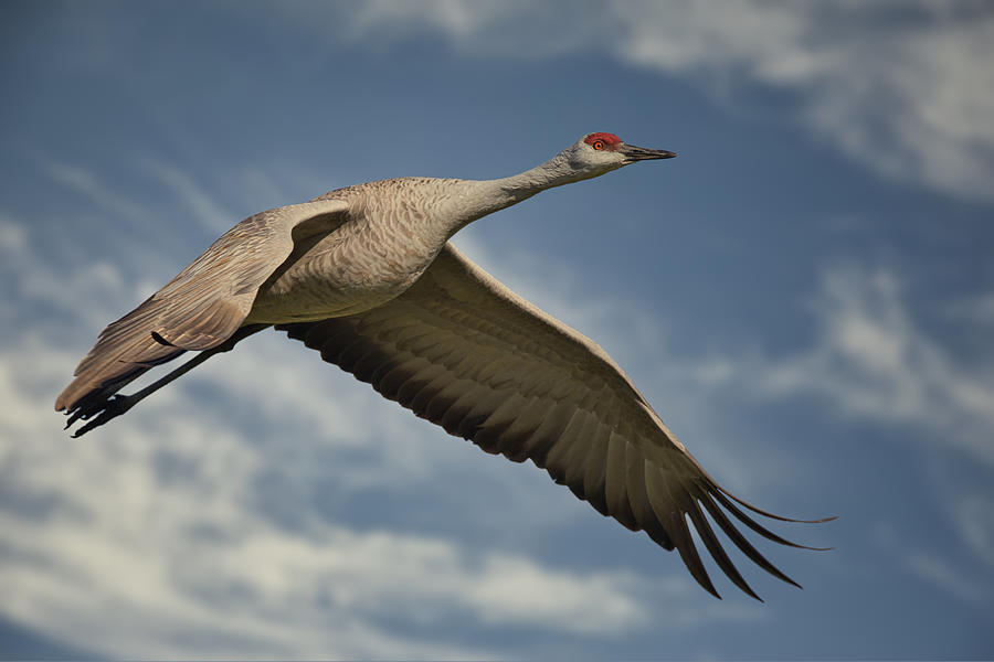 Sandhill Crane In Flight Photograph By David Garcia-costas - Fine Art 