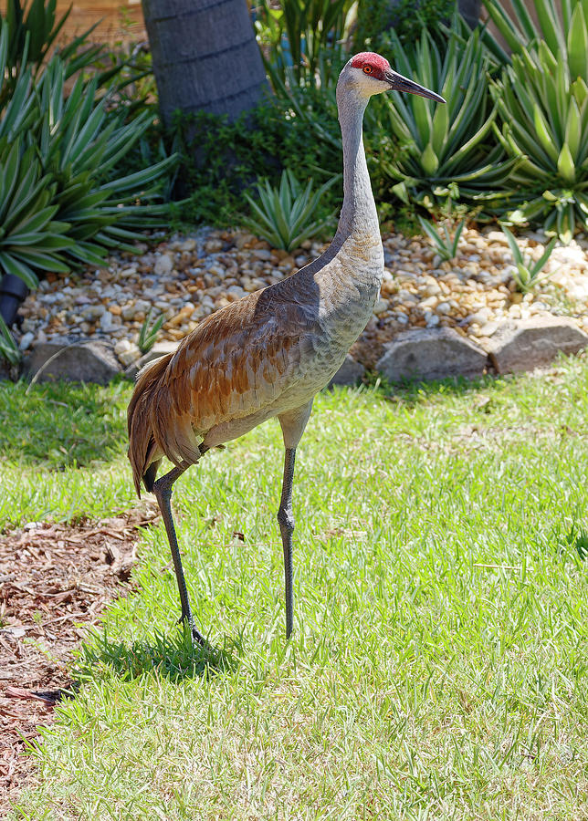 Sandhill Crane in Garden Photograph by Sally Weigand - Fine Art America