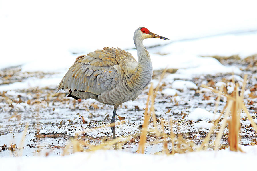 Sandhill Crane in Michigan winter Photograph by Shixing Wen