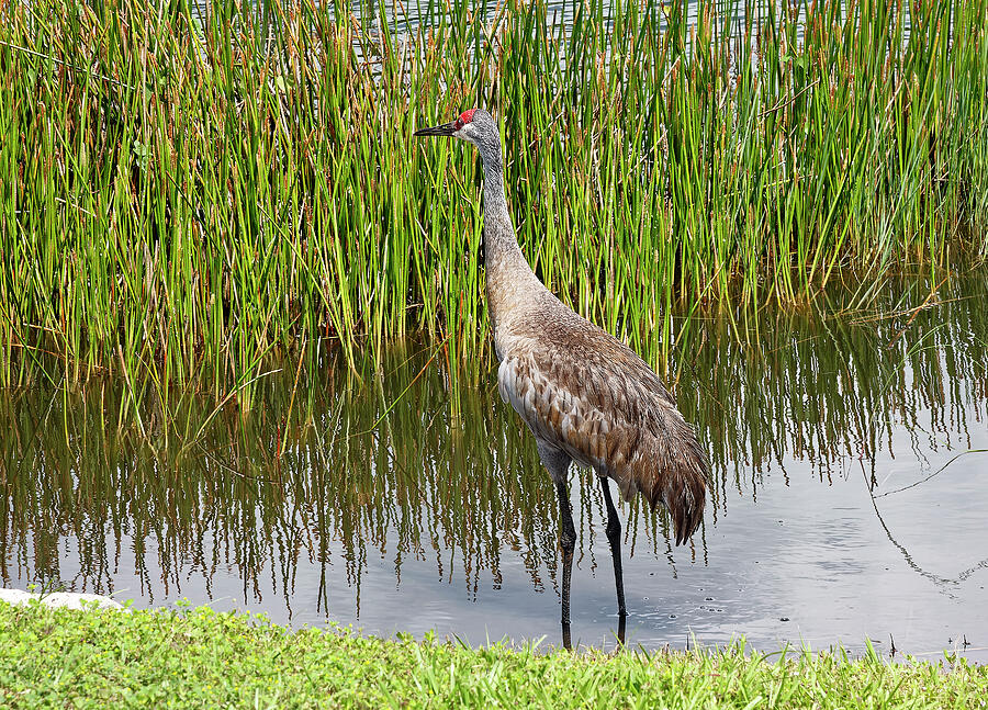 Sandhill Crane In Pond Ii Photograph By Sally Weigand - Fine Art America