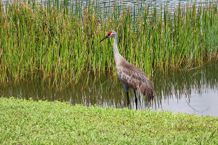 Sandhill Crane In Pond Photograph by Sally Weigand - Fine Art America