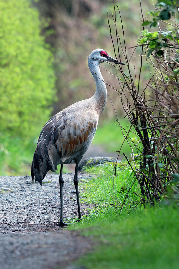 Sandhill Crane in rain Photograph by Terry Dadswell