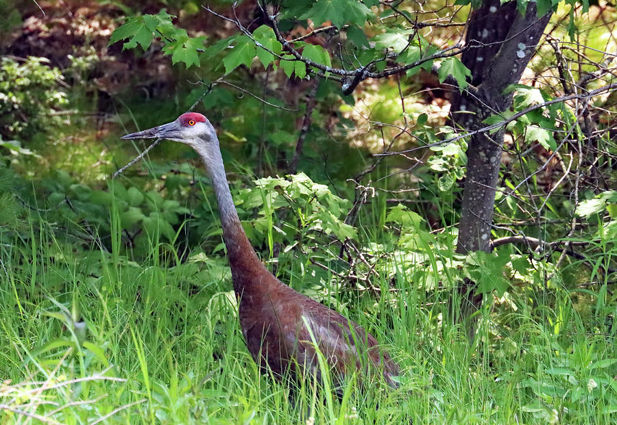 Sandhill Crane In The Tall Grass Photograph by Debbie Oppermann