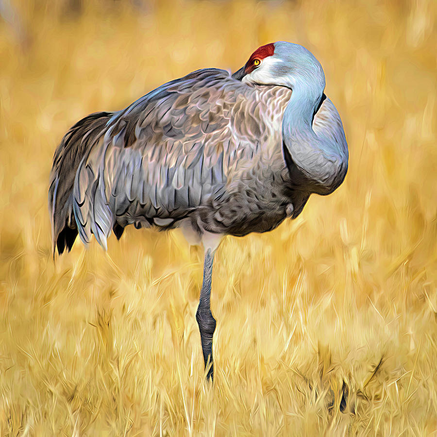 Sandhill Crane Lazy Afternoon Photograph by Rebecca Herranen