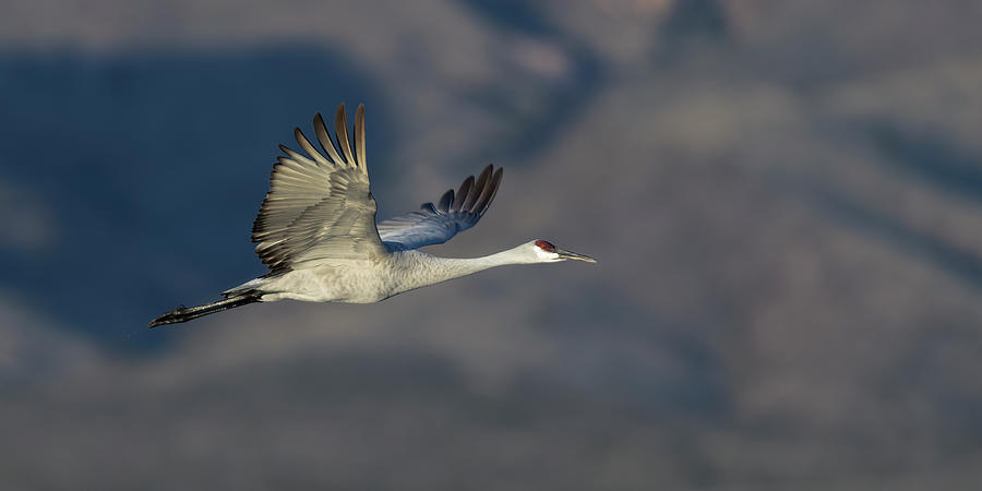 Sandhill Crane leaving the Roosting pond Photograph by Gary Langley