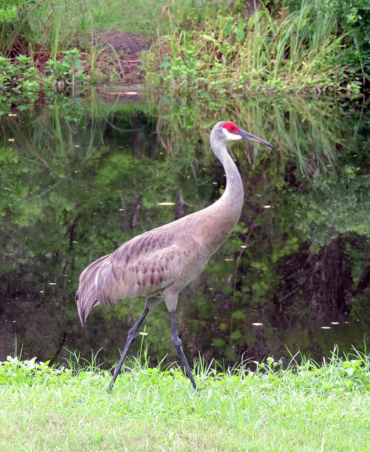 Sandhill Crane Photograph by Leesie Annie Designs - Fine Art America