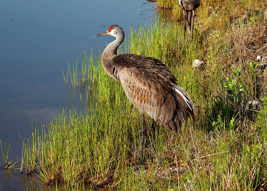 Sandhill Crane Looking Over Pond Photograph by Sally Weigand - Fine Art ...