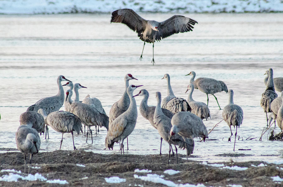 Sandhill Crane Migration Nebraska Photograph by Janis Schwartz Fine