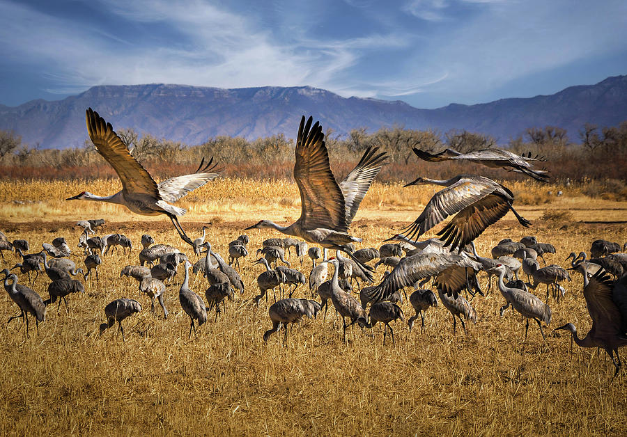 Sandhill Crane Migration Photograph by Timo Herranen