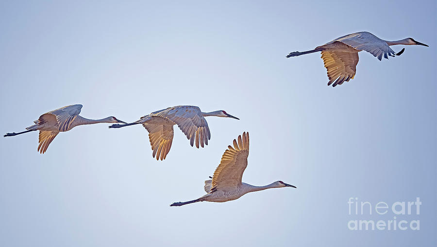 Sandhill Crane Morning Flight  Photograph by Natural Focal Point Photography
