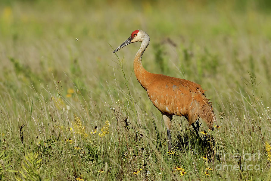 Sandhill Crane Morning Photograph by Natural Focal Point Photography
