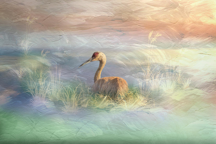 Sandhill Crane Nesting in Wild Watercolors Photograph by Patti Deters