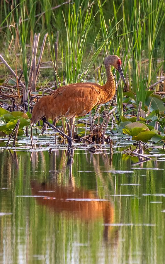 Sandhill Crane on a Pond Photograph by Susan Rydberg