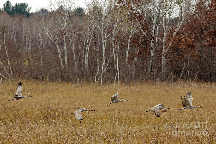 Sandhill Crane Over Crex Meadows Photograph by Natural Focal Point Photography