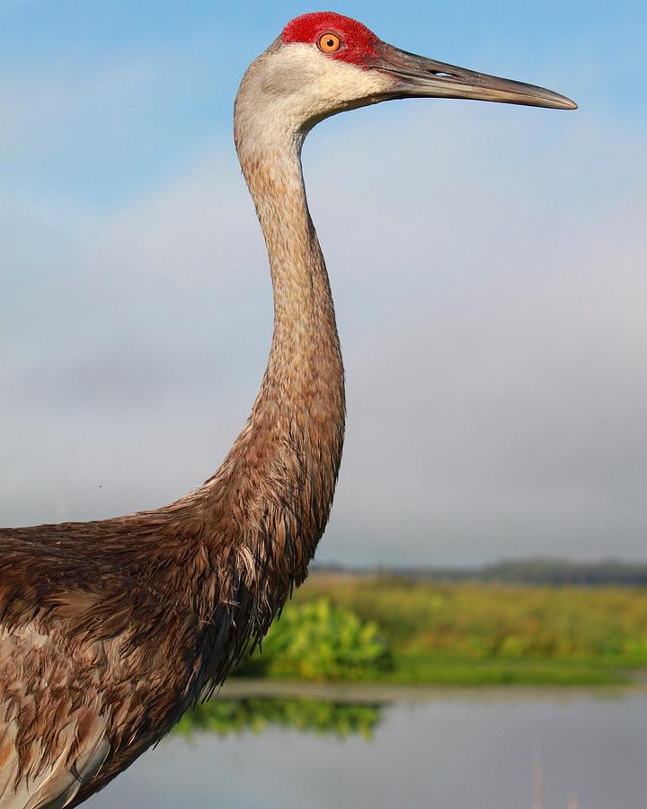 Sandhill crane overlooking wetlands Photograph by Jeni Tirnauer - Fine ...