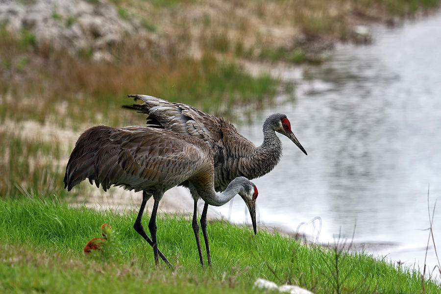 Sandhill Crane Pair by Water Photograph by Sally Weigand - Fine Art America