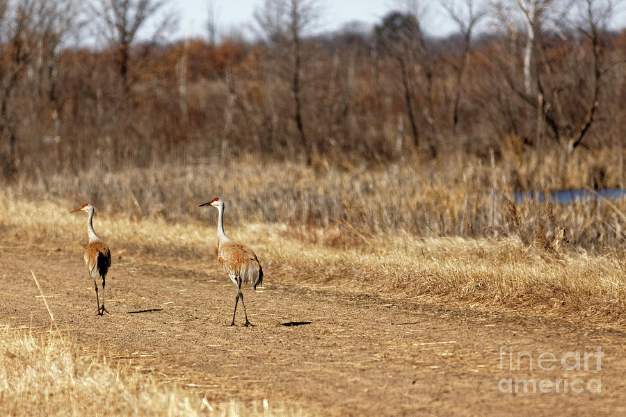 Crane Photograph - Sandhill Crane Pair Social Distancing by Natural Focal Point Photography