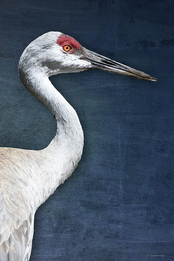 Sandhill Crane Portrait Bird Art Painting by Sharon Cummings