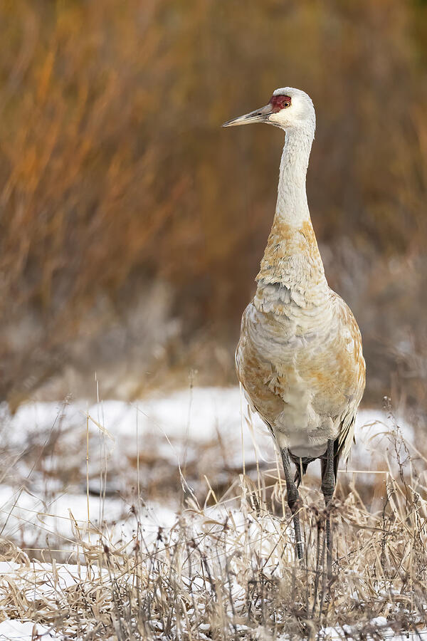 Sandhill Crane Portrait Photograph by Lee and Renee Walsh Sandhill Crane Portrait Photograph by Lee and Renee Walsh
