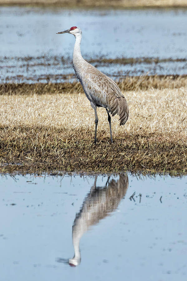 Sandhill Crane Reflected - March 2022 Photograph by Belinda Greb