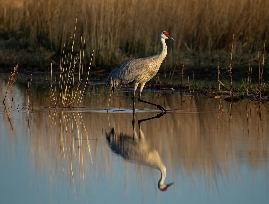 Sandhill crane reflection Photograph by Lynn Hopwood